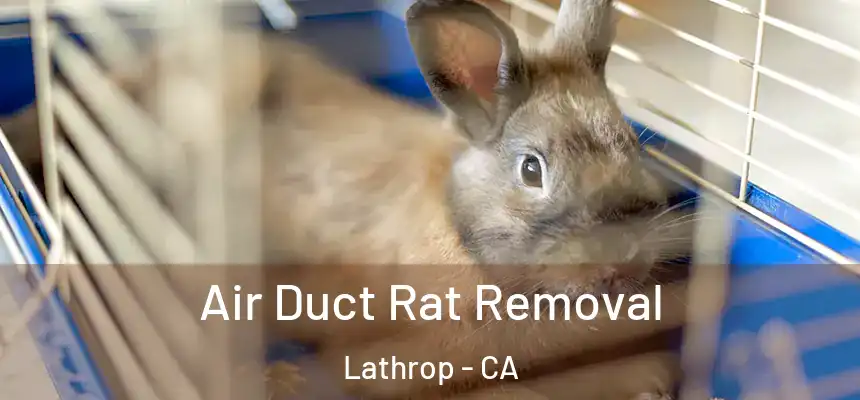  Air Duct Rat Removal Lathrop - CA